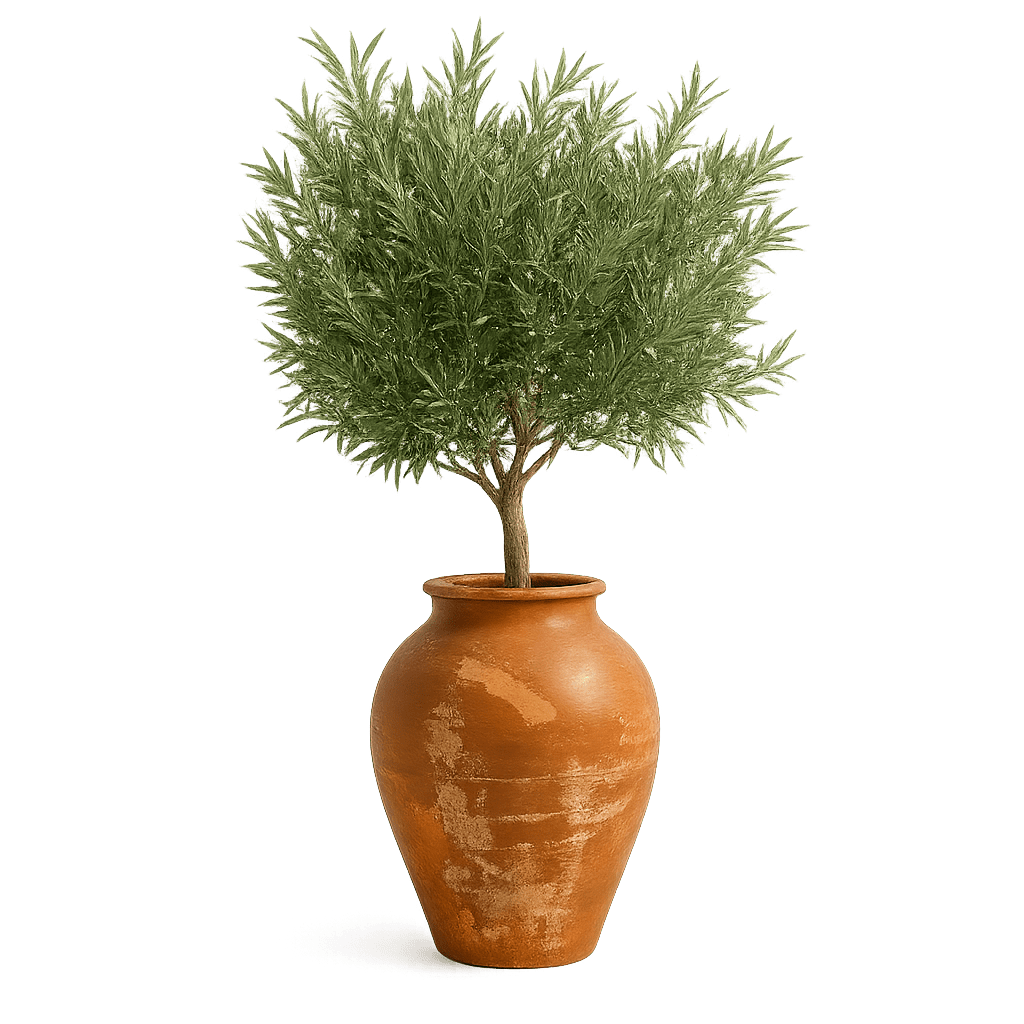 Olive Tree Santorini Collection - Well Traveled Home™ - Well Traveled Home™ - 