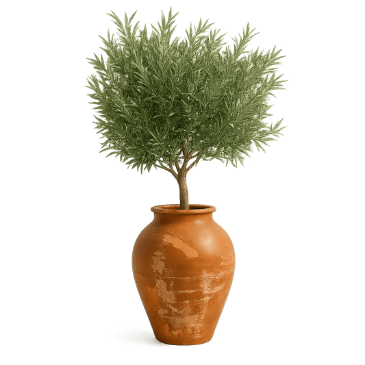 Olive Tree Santorini Collection - Well Traveled Home™ - Well Traveled Home™ - 
